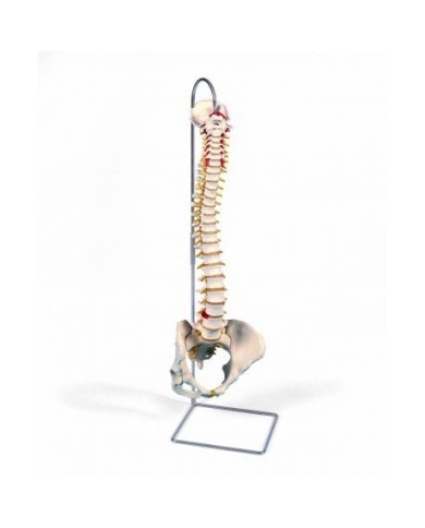 3B Scientific, Colonna vertebrale flessibile classica, con bacino femminile A58/4 3B Scientific, Colonna vertebrale flessibile classica, con bacino femminile A58/4