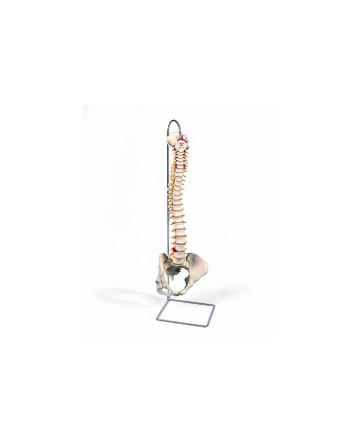 3B Scientific, Colonna vertebrale flessibile classica, con bacino femminile A58/4