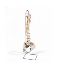 3B Scientific, Colonna vertebrale flessibile classica, con bacino femminile A58/4