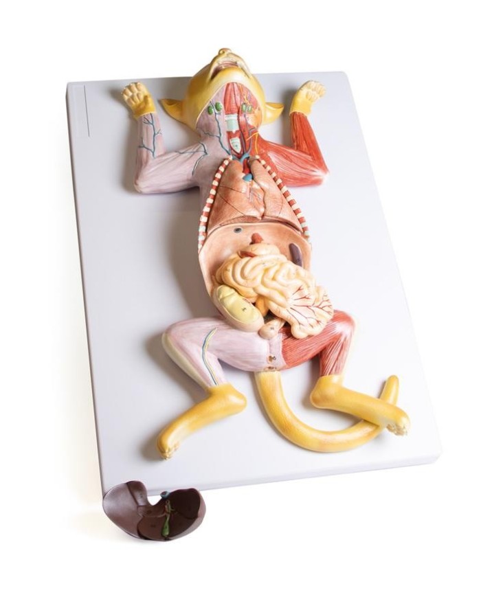 Modello di dissezione del gatto in gravidanza Erler Zimmer VET3350