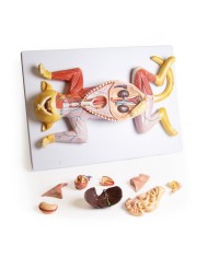 Modello di dissezione del gatto in gravidanza Erler Zimmer VET3350