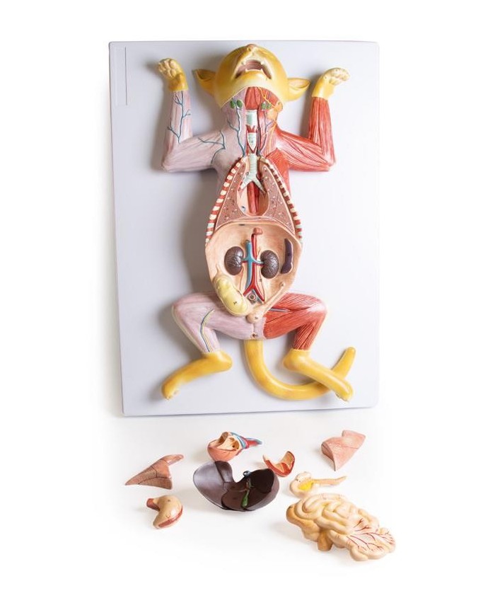 Modello di dissezione del gatto in gravidanza Erler Zimmer VET3350