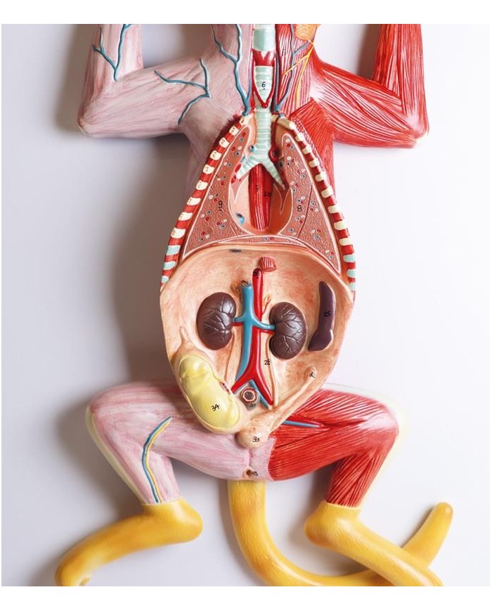 Modello di dissezione del gatto in gravidanza Erler Zimmer VET3350