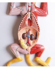 Modello di dissezione del gatto in gravidanza Erler Zimmer VET3350