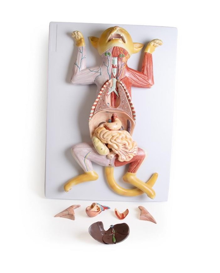 Modello di dissezione del gatto in gravidanza Erler Zimmer VET3350