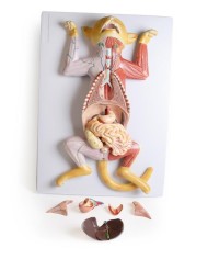 Modello di dissezione del gatto in gravidanza Erler Zimmer VET3350