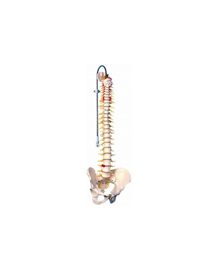 3B Scientific, Colonna vertebrale flessibile, modello di lusso A58/5