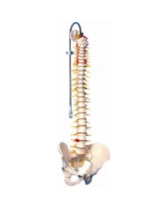 3B Scientific, Colonna vertebrale flessibile, modello di lusso A58/5