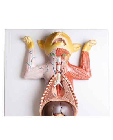 Modello di dissezione del gatto in gravidanza Erler Zimmer VET3350