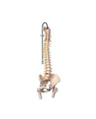 3B Scientific, Colonna vertebrale di lusso flessibile con tronchi del femore A58/6