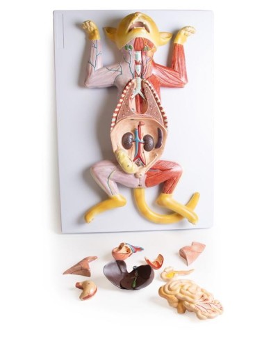 Modello di dissezione del gatto in gravidanza Erler Zimmer VET3350