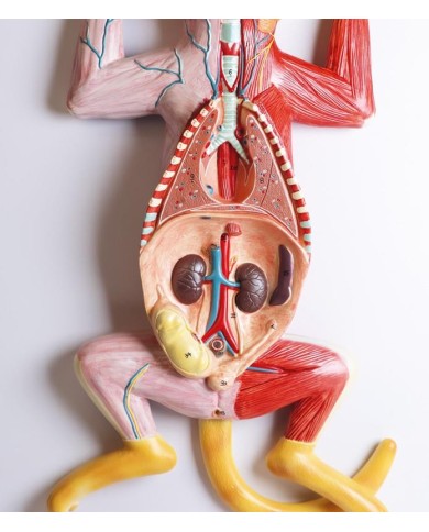 Modello di dissezione del gatto in gravidanza Erler Zimmer VET3350