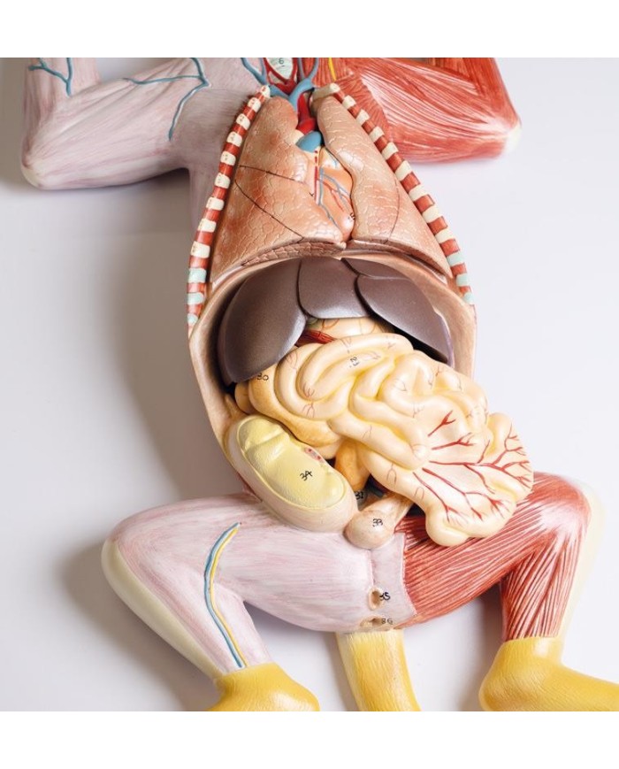 Modello di dissezione del gatto in gravidanza Erler Zimmer VET3350