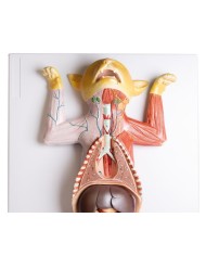 Modello di dissezione del gatto in gravidanza Erler Zimmer VET3350