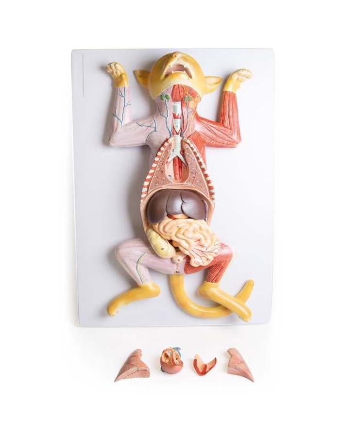 Modello di dissezione del gatto in gravidanza Erler Zimmer VET3350