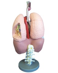 Erler Zimmer, modello anatomia di organi del sistema respiratorio G410