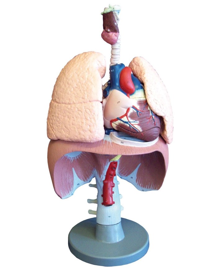 Erler Zimmer, modello anatomico di organi del sistema respiratorio, G410