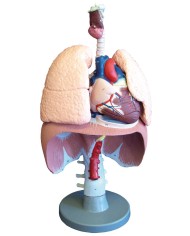 Erler Zimmer, modello anatomico di organi del sistema respiratorio, G410
