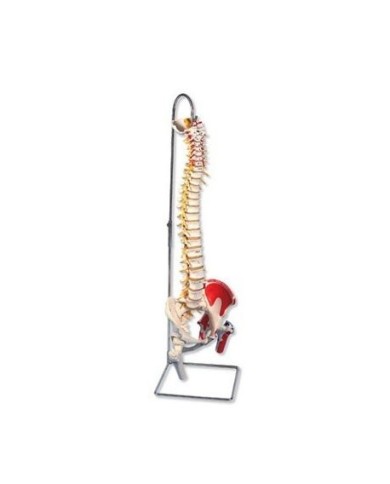 3B Scientific, Colonna Vertebrale di lusso classica dipinta, con tronchi del femore mobili e illustrazione dei muscoli A58/7 3B Scientific, Colonna Vertebrale di lusso classica dipinta, con tronchi del femore mobili e illustrazione dei muscoli A58/7