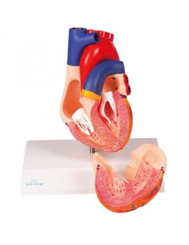 Erler Zimmer, modello anatomico di cuore, scomponibile in 2 parti G310