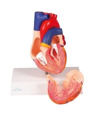 Erler Zimmer, modello anatomico di cuore, scomponibile in 2 parti G310