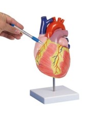 Erler Zimmer, modello anatomico  del cuore, ingrandito di due volte, scomponibile in 2 parti G212