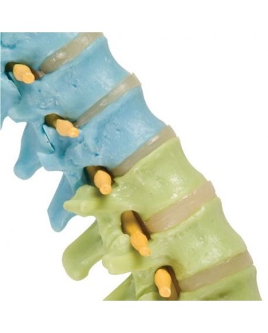 3B Scientific, Colonna vertebrale flessibile didattica a colori A58/8 3B Scientific, Colonna vertebrale flessibile didattica a colori A58/8