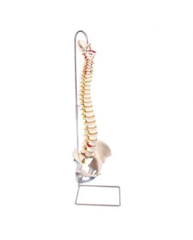 3B Scientific, Colonna vertebrale flessibile molto robusta A59/1 3B Scientific, Colonna vertebrale flessibile molto robusta A59/1