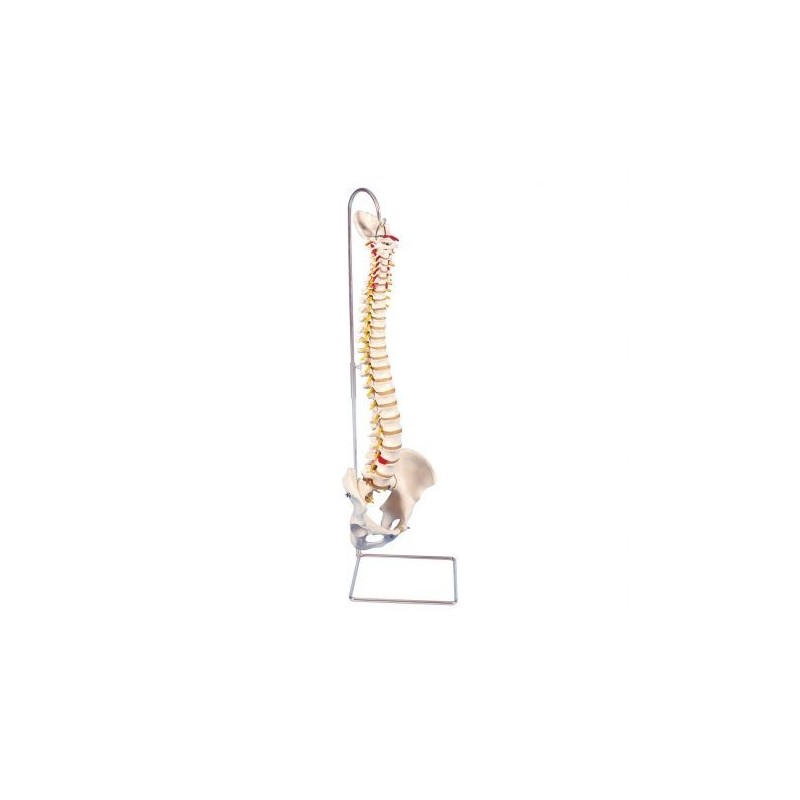 3B Scientific, Colonna vertebrale flessibile molto robusta A59/1