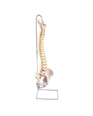 3B Scientific, Colonna vertebrale flessibile molto robusta A59/1