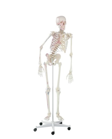 Erler Zimmer, modello anatomico di scheletro con colonna vertebrale flessibile e marcatura dei muscoli Erler Zimmer, modello anatomico di scheletro con colonna vertebrale flessibile e marcatura dei muscoli