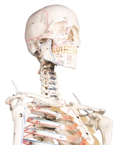 Erler Zimmer, modello anatomico di scheletro con marcatura dei muscoli Erler Zimmer, modello anatomico di scheletro con marcatura dei muscoli