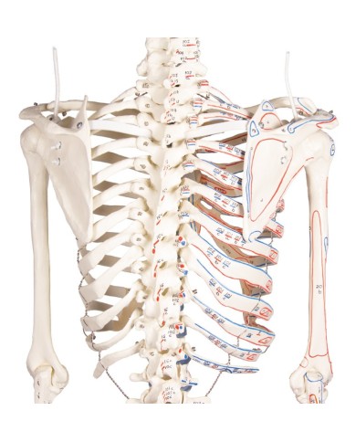 Erler Zimmer, modello anatomico di scheletro con marcatura dei muscoli Erler Zimmer, modello anatomico di scheletro con marcatura dei muscoli