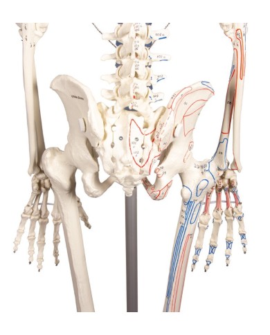 Erler Zimmer, modello anatomico di scheletro con marcatura dei muscoli Erler Zimmer, modello anatomico di scheletro con marcatura dei muscoli