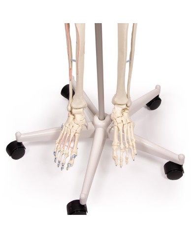 Erler Zimmer, modello anatomico di scheletro con marcatura dei muscoli Erler Zimmer, modello anatomico di scheletro con marcatura dei muscoli