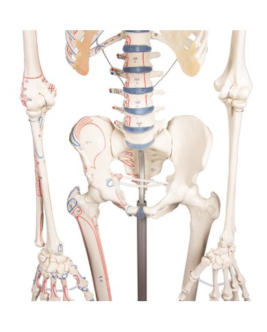 Erler Zimmer, modello anatomico di scheletro con marcatura dei muscoli Erler Zimmer, modello anatomico di scheletro con marcatura dei muscoli