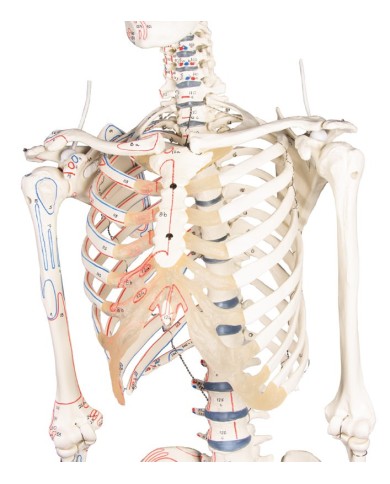 Erler Zimmer, modello anatomico di scheletro con marcatura dei muscoli Erler Zimmer, modello anatomico di scheletro con marcatura dei muscoli