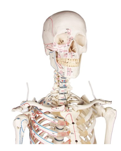 Erler Zimmer, modello anatomico di scheletro con marcatura dei muscoli Erler Zimmer, modello anatomico di scheletro con marcatura dei muscoli