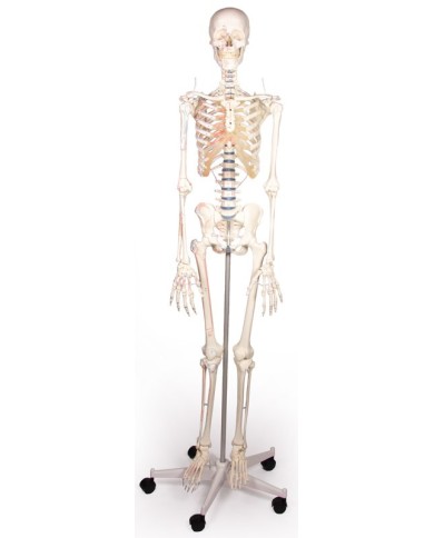 Erler Zimmer, modello anatomico di scheletro con marcatura dei muscoli Erler Zimmer, modello anatomico di scheletro con marcatura dei muscoli