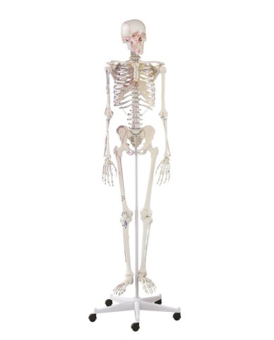 Erler Zimmer, modello anatomico di scheletro con marcatura dei muscoli 3008 Erler Zimmer, modello anatomico di scheletro con marcatura dei muscoli 3008