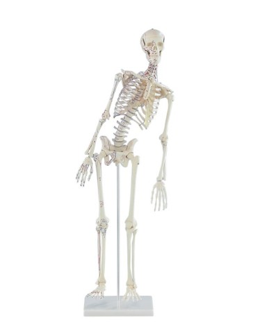 Erler Zimmer modello anatomico in scala ridotta di scheletro umano, con colonna vertebrale flessibile e inserzioni muscolari Erler Zimmer modello anatomico in scala ridotta di scheletro umano, con colonna vertebrale flessibile e inserzioni muscolari
