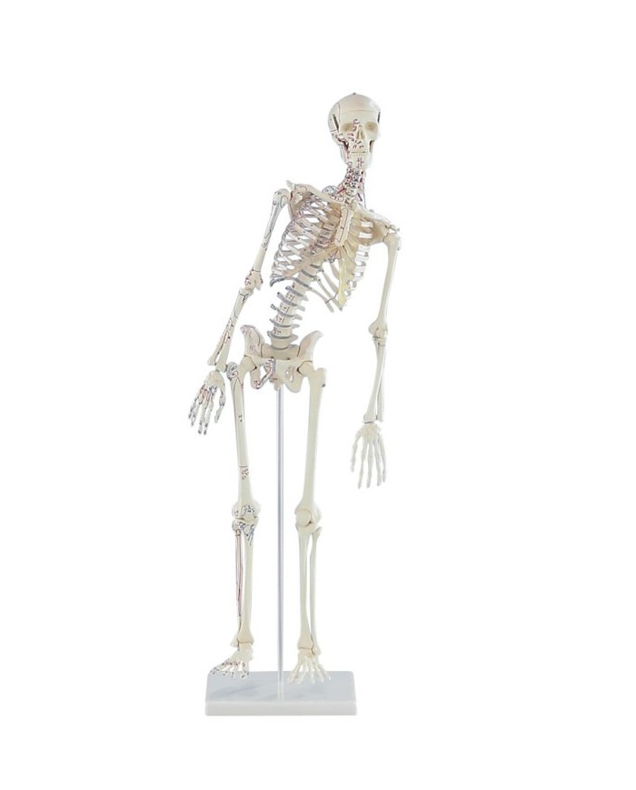 Erler Zimmer modello anatomico in scala ridotta di scheletro umano, con colonna vertebrale flessibile e inserzioni muscolari
