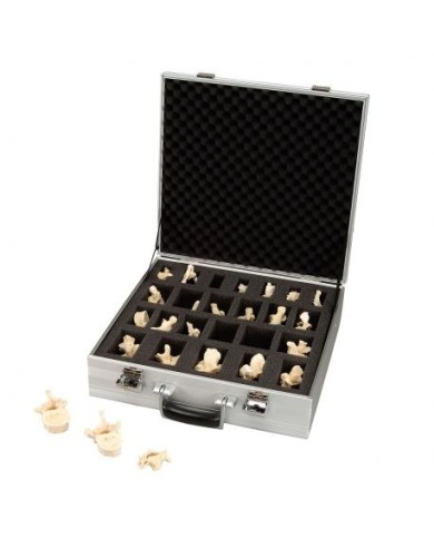 3B Scientific, Set con 24 vertebre 3B BONElike™ A793