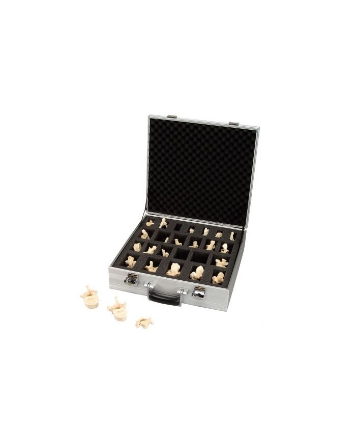 3B Scientific, Set con 24 vertebre 3B BONElike™ A793