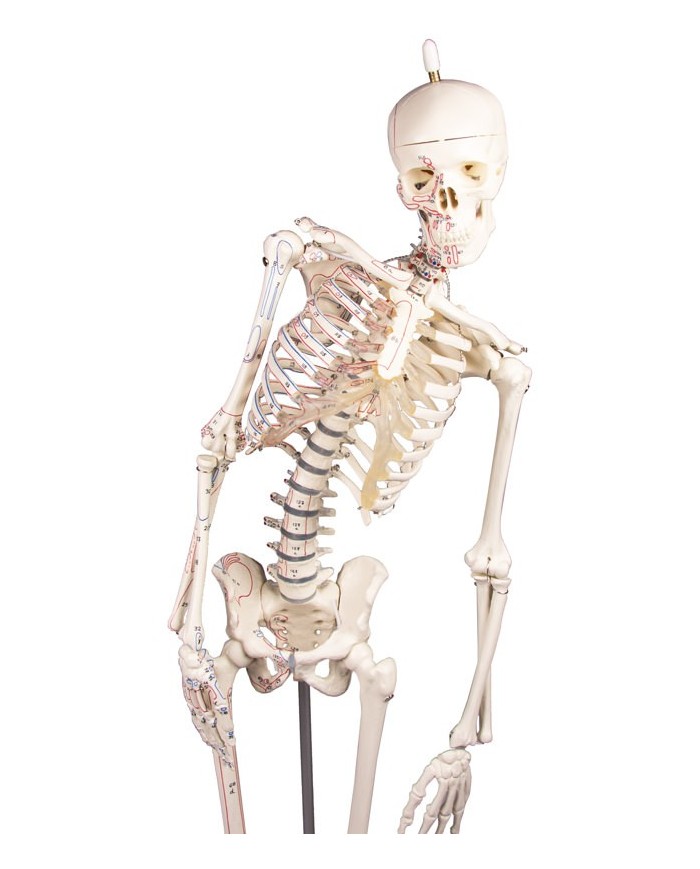 Modello in scala ridotta di scheletro, colonna vertebrale flessibile