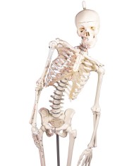 Modello in scala ridotta di scheletro, colonna vertebrale flessibile