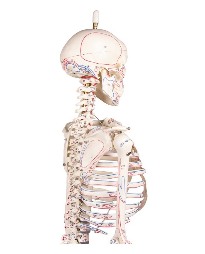 Modello in scala ridotta di scheletro, colonna vertebrale flessibile