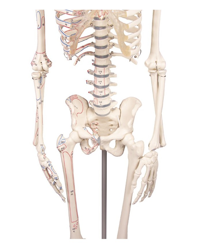 Modello in scala ridotta di scheletro, colonna vertebrale flessibile