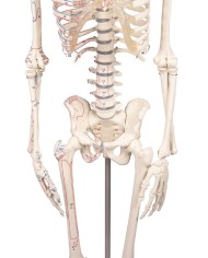 Modello in scala ridotta di scheletro, colonna vertebrale flessibile