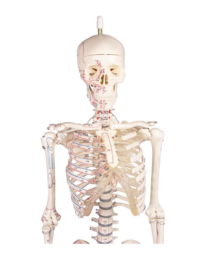 Modello in scala ridotta di scheletro, colonna vertebrale flessibile